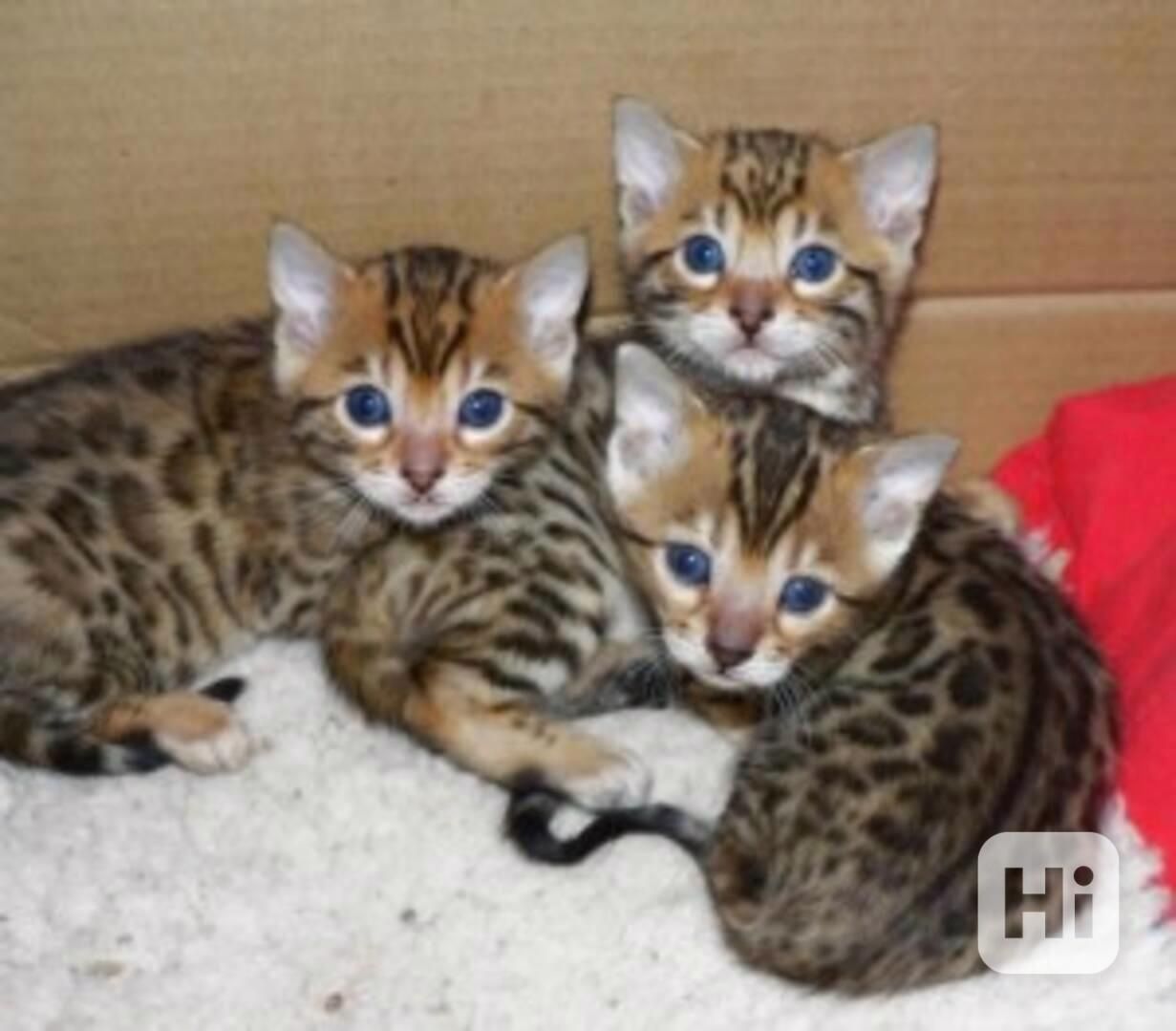 Bengalkätzchen zur Adoption