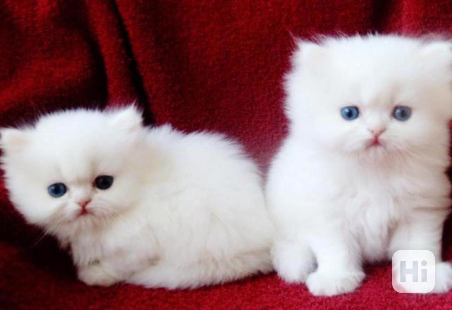 Perserkätzchen zur Adoption