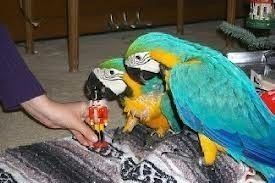 Wunderschöne Gelbbrustaras