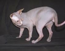 Wunderschöne Sphynx-Kätzchen