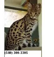 Savannah-Kätzchen abzugeben
