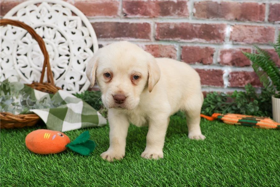 Labrador-Welpen. WhatsApp: +44 7469 456352