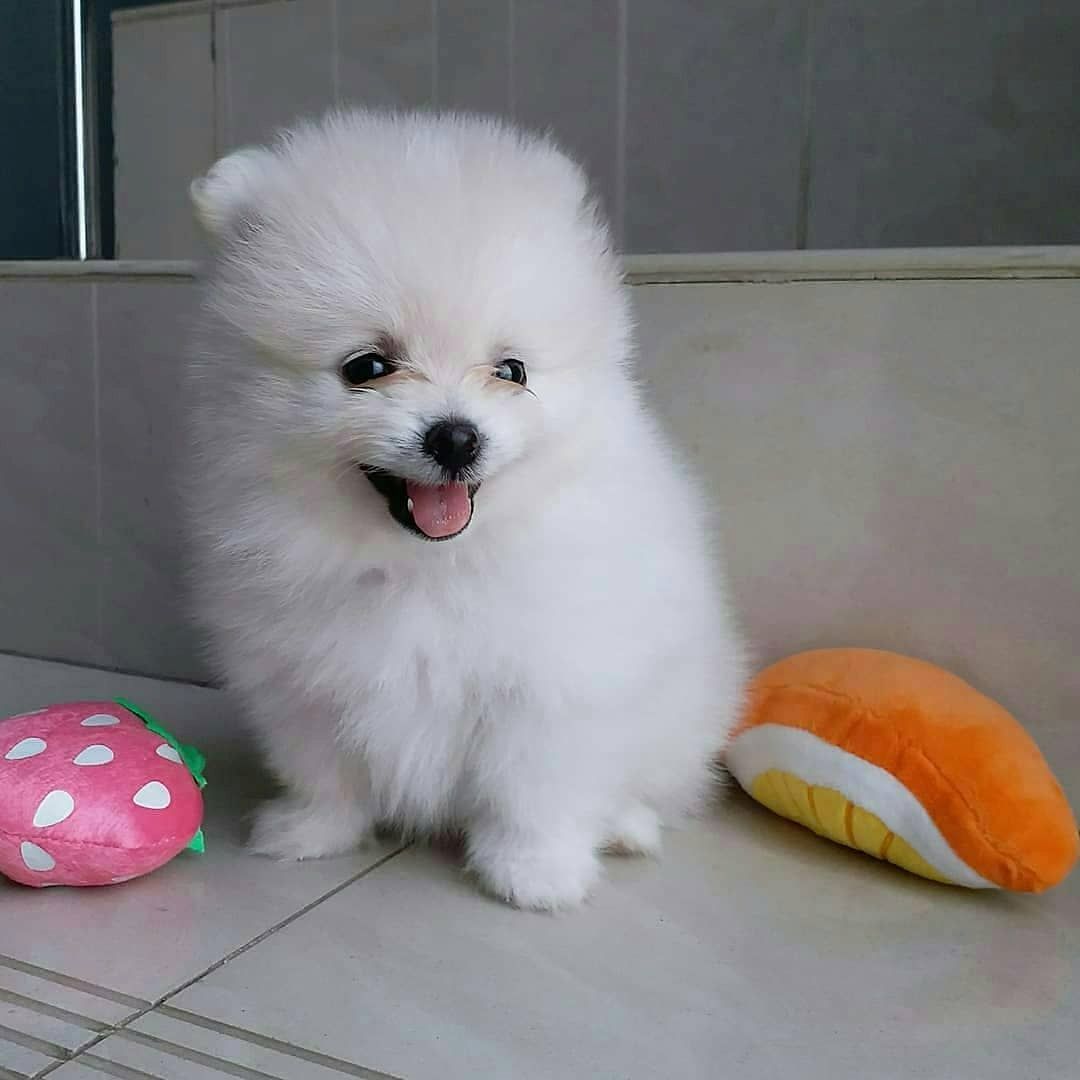 Zwergspitz-Welpen (Pomeranian). WhatsApp: +44 7469 456352