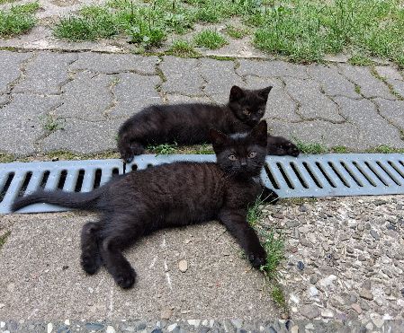 Kätzchen am 25.05.2026 geboren