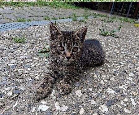 Kätzchen am 25.05.2026 geboren