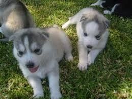 Siberian-Husky-Welpen