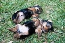 Yorkie-Welpen aus liebevoller Aufzucht suchen ein neues Zuhause