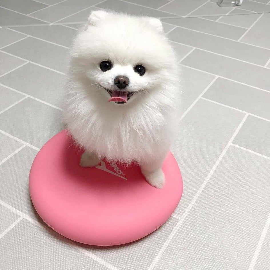 Pomeranian Welpen