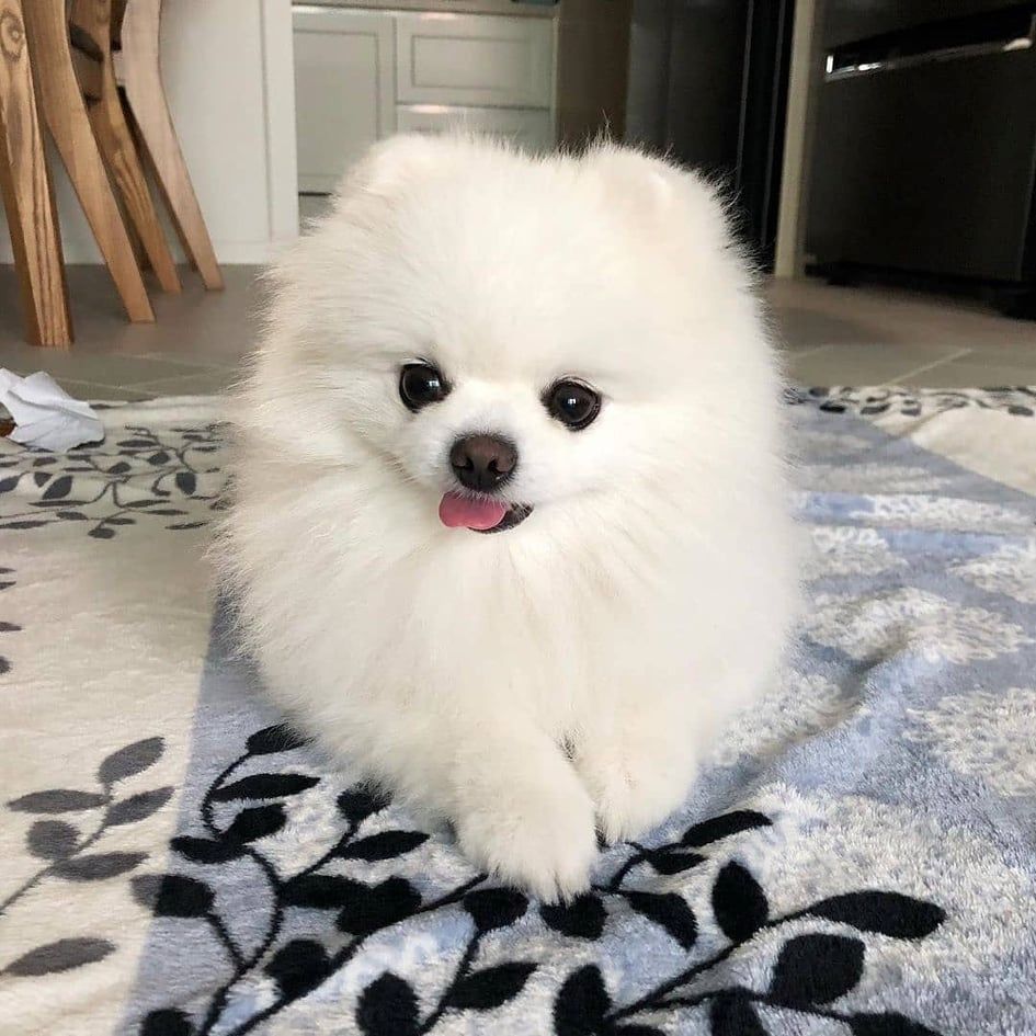 Pomeranian Welpen