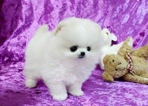 Pomeranian-Welpen abzugeben