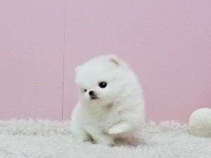 Bezaubernde Zwergspitz-Welpen (Pomeranian) mit Stammbaum abgabebereit