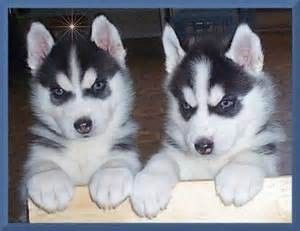 Siberian-Husky-Welpen mit blauen Augen – abgabebereit