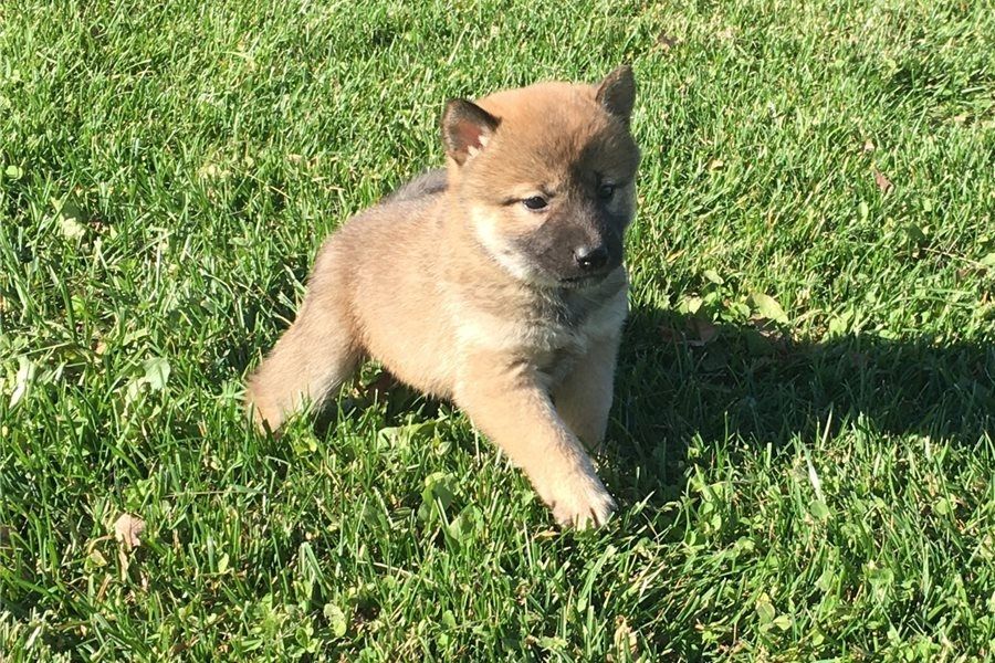 Shiba-Inu-Welpen. WhatsApp: +44 7469 456352