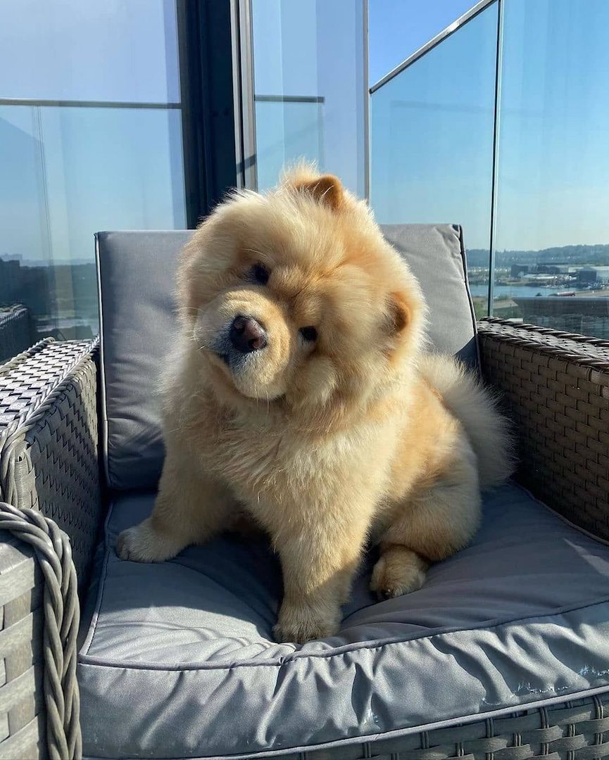 Chow-Chow-Welpen. WhatsApp: +44 7469 456352
