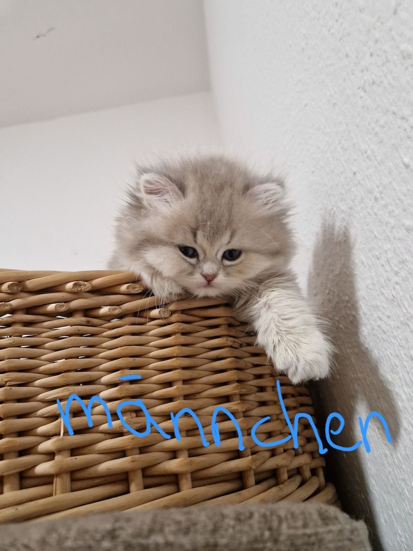 BHK Kitten männlich &weiblich