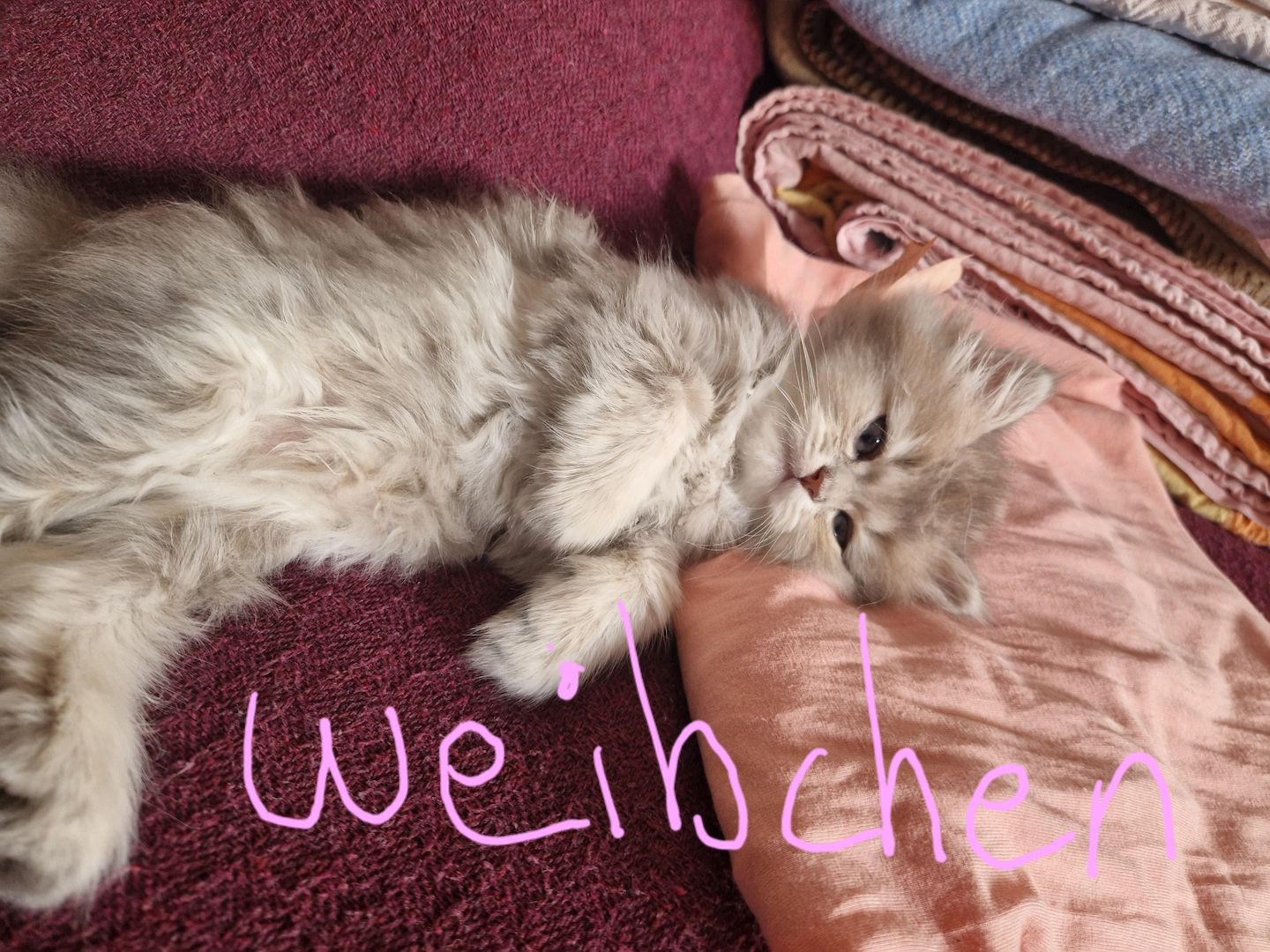 BHK Kitten männlich &weiblich