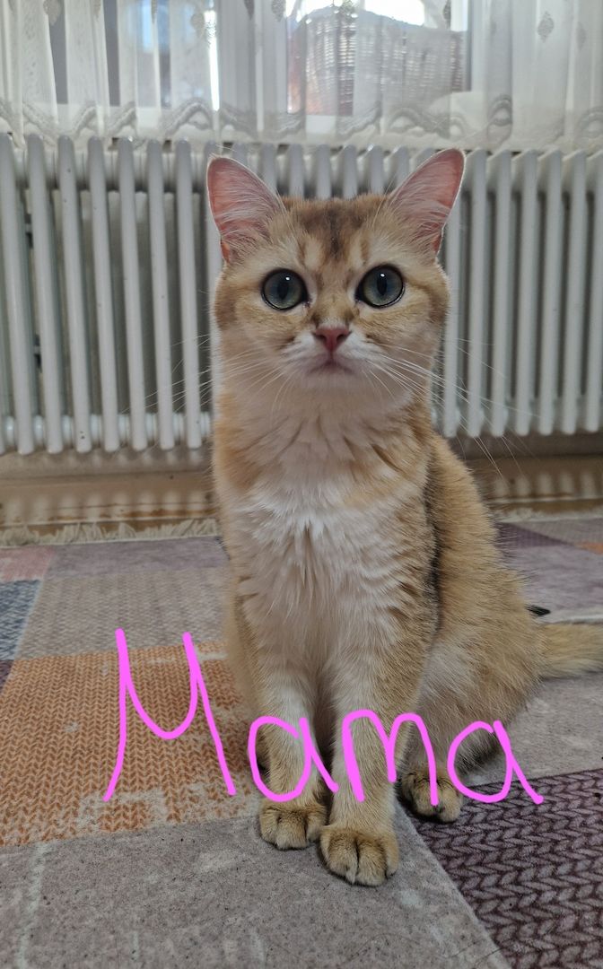 BHK Kitten männlich &weiblich