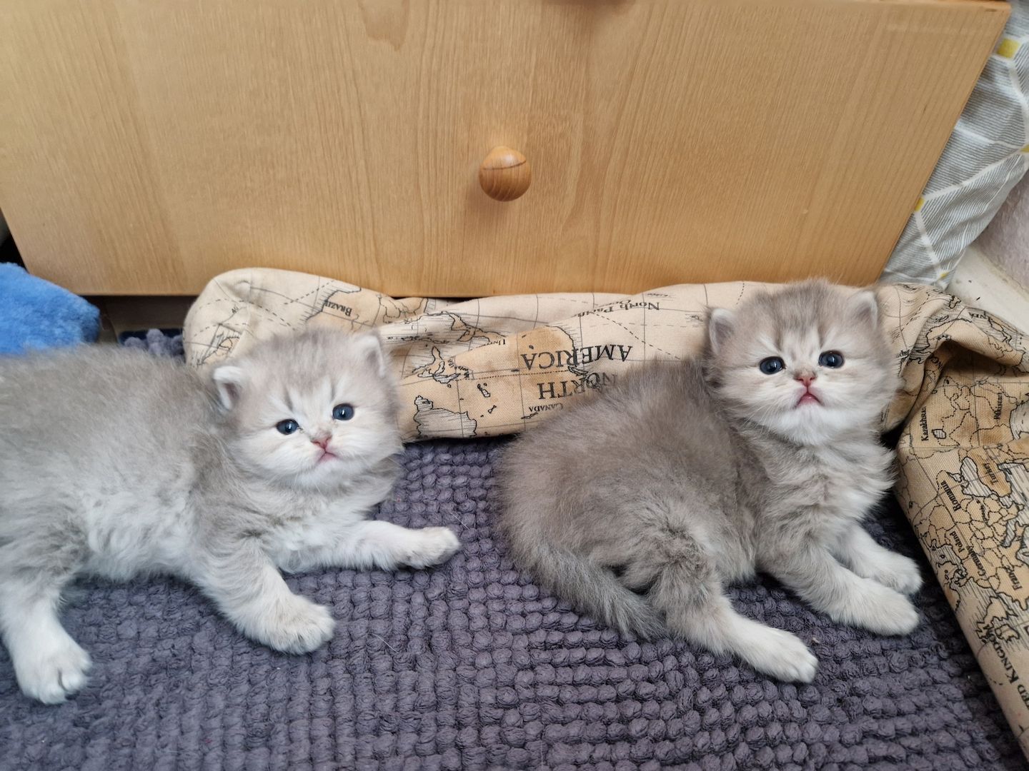 BHK Kitten männlich &weiblich