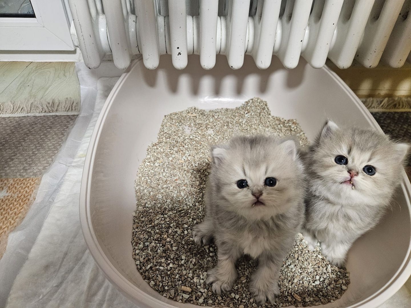 BHK Kitten männlich &weiblich
