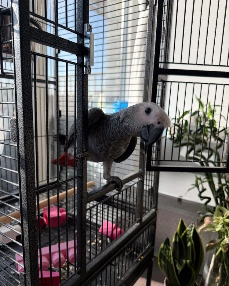 Graupapagei