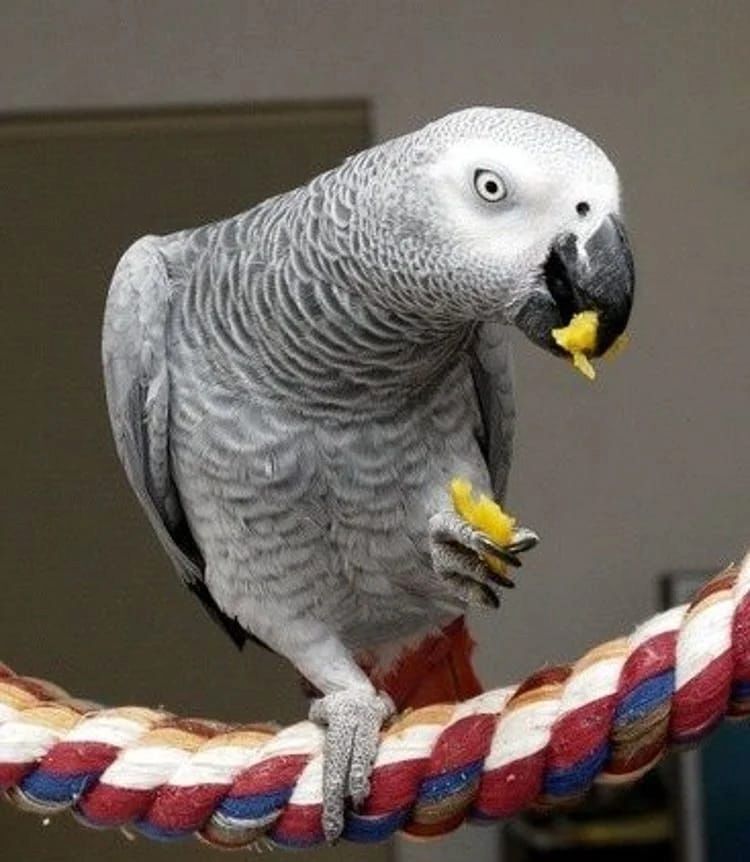 Graupapagei
