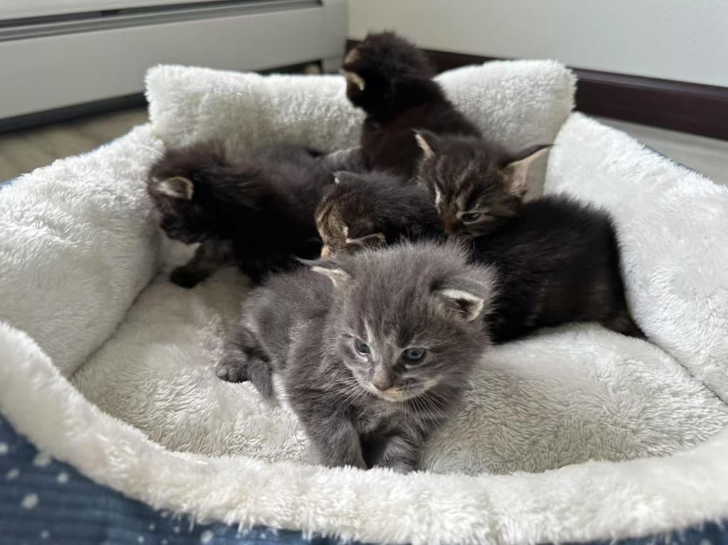 Maine-Coon-Kätzchen zu verkaufen
