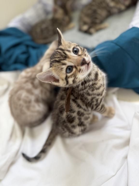 Süße Bengalkätzchen zu verkaufen