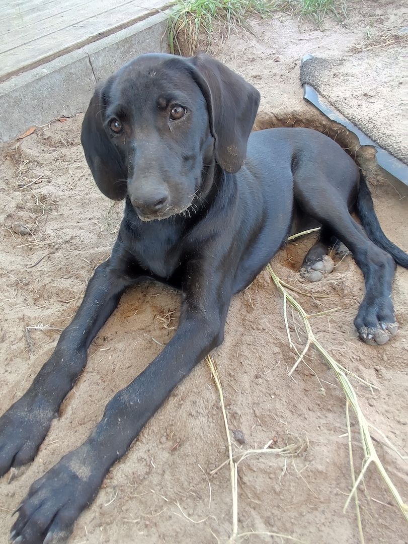 Weimaraner Mischlingswelpen zu verkaufen