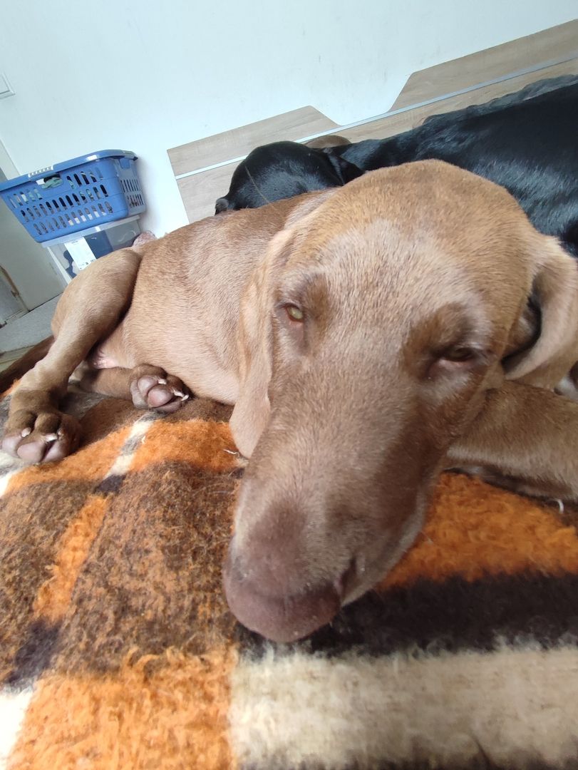 Weimaraner Mischlingswelpen zu verkaufen