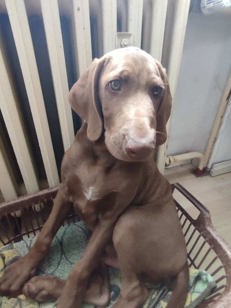 Weimaraner Mischlingswelpen zu verkaufen