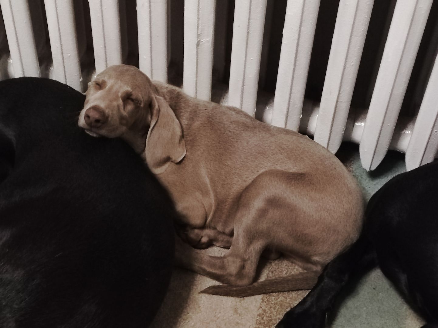 Weimaraner Mischlingswelpen zu verkaufen