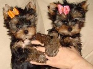 Wunderschöne reinrassige Yorkie-Welpen