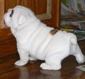 Prachtvolle Englische Bulldoggen