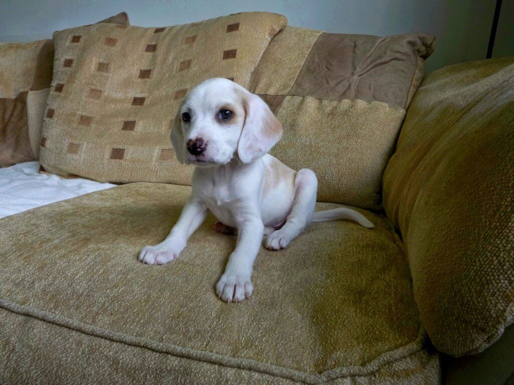 Beagle-Welpen. WhatsApp: +44 7469 456352