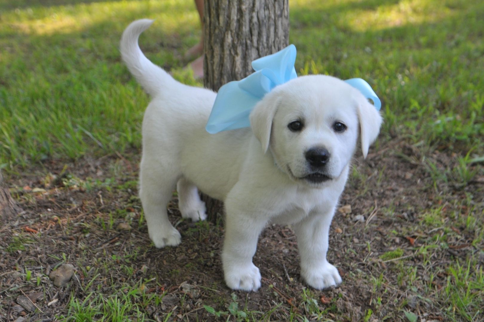 Labrador-Welpen. WhatsApp: +44 7469 456352