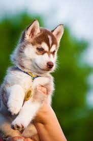 Siberian-Husky-Welpen abzugeben
