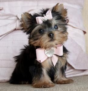 Wir haben zwei süße „Tea-Cup“-Yorkie-Welpen (Männchen und Weibchen) mit allen Papieren abzugeben.