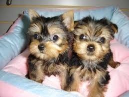 Winzige Yorkie-Welpen (Männchen und Weibchen) – „Teacup“-Yorkies