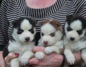 Registrierte Siberian-Husky-Welpen mit blauen Augen suchen ein neues Zuhause.