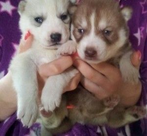Sibirische Husky-Welpen (männlich und weiblich)