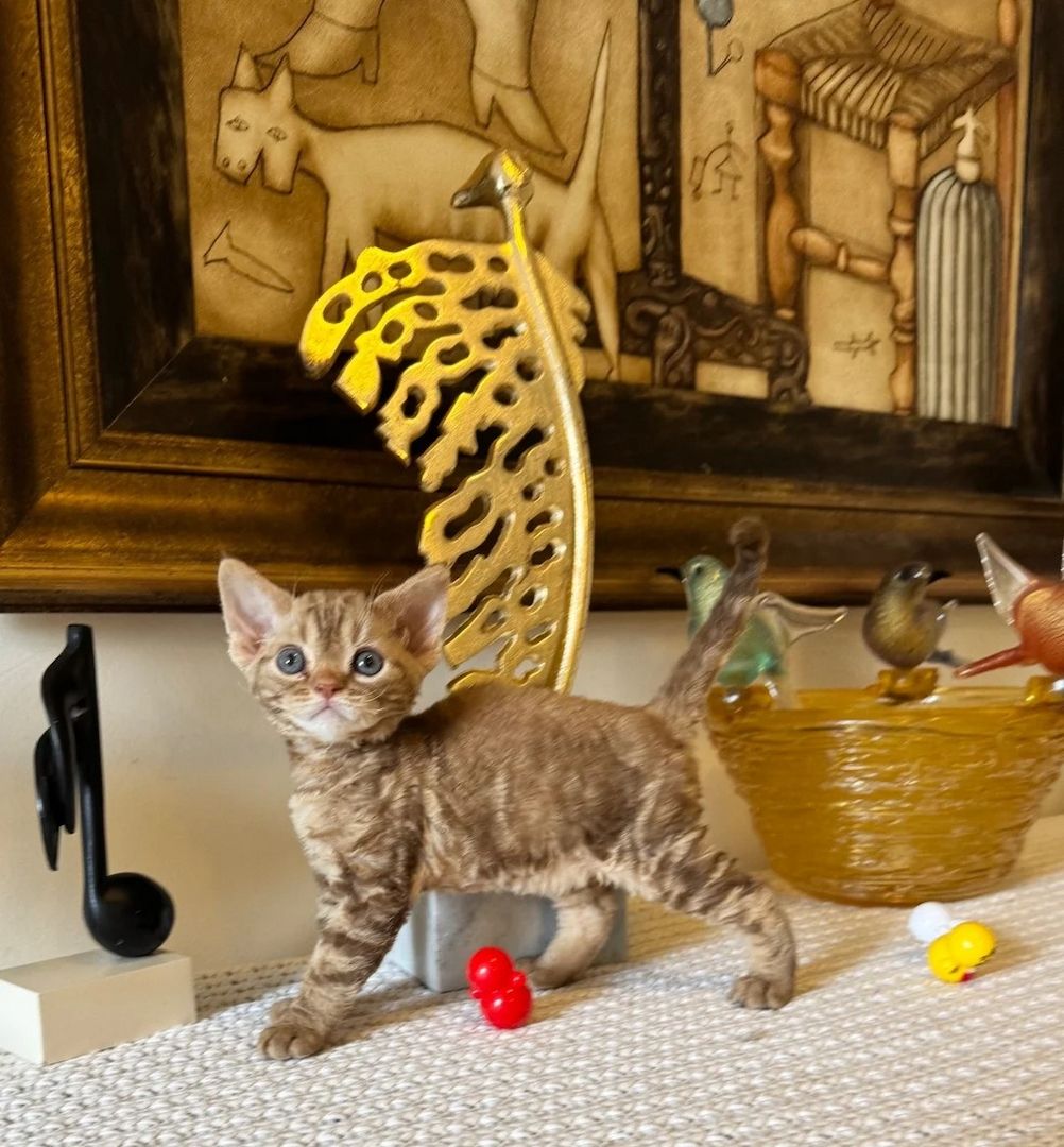 Wunderschöne und sehr verschmuste Devon-Rex-Kätzchen suchen ein liebevolles Zuhause für immer