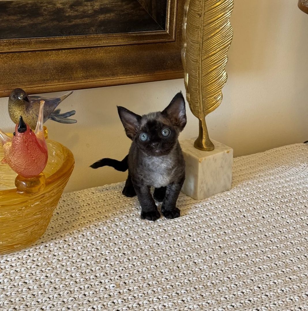Devon-Rex-Kätzchen zu verkaufen