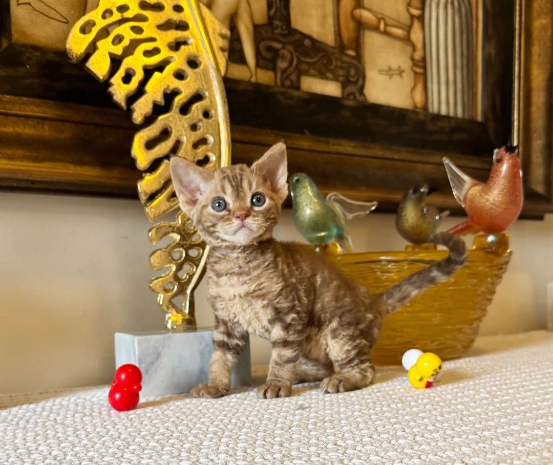 Devon-Rex-Kätzchen