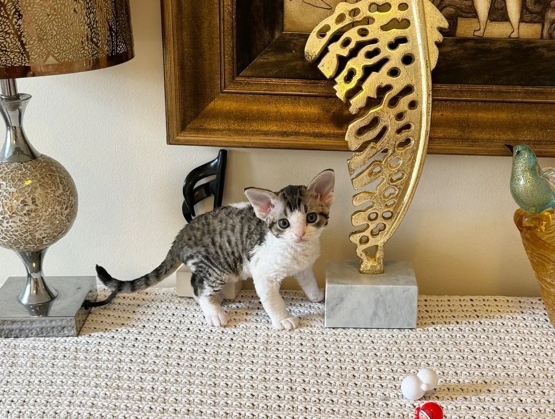Devon-Rex-Kätzchen