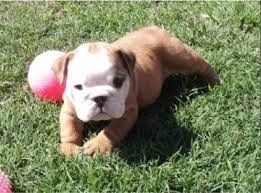 Englische Bulldoggen-Welpen abzugeben