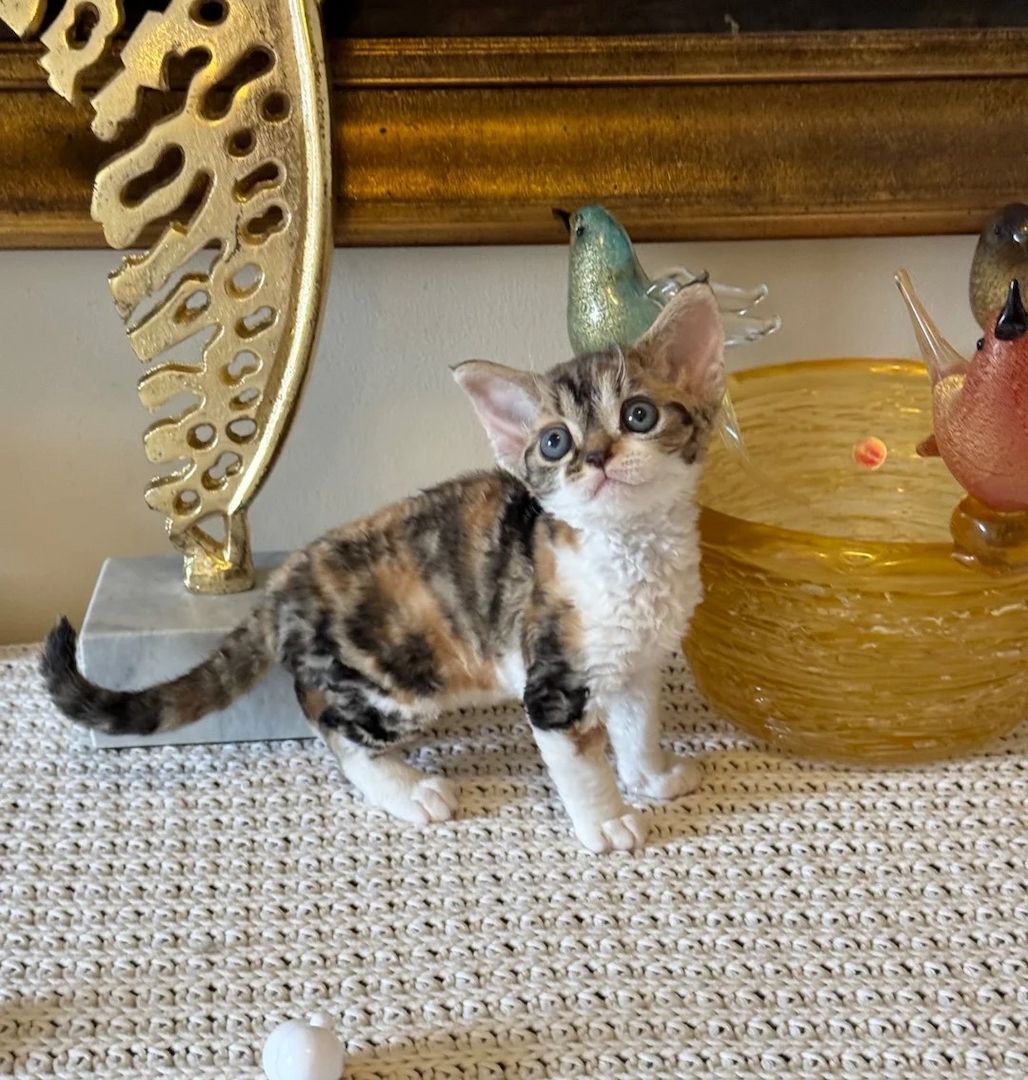 Devon-Rex-Kätzchen ab sofort verfügbar