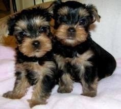 Yorkie-Welpen