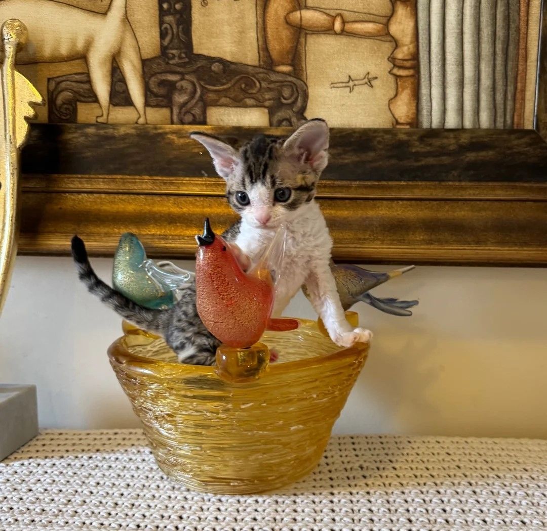 Devon-Rex-Kätzchen