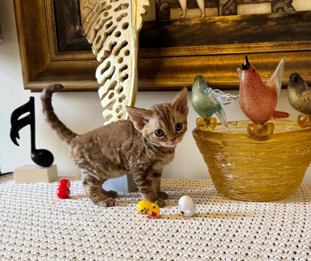 Devon-Rex-Kätzchen