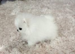 Weiße Teacup-Pomeranian-Welpen